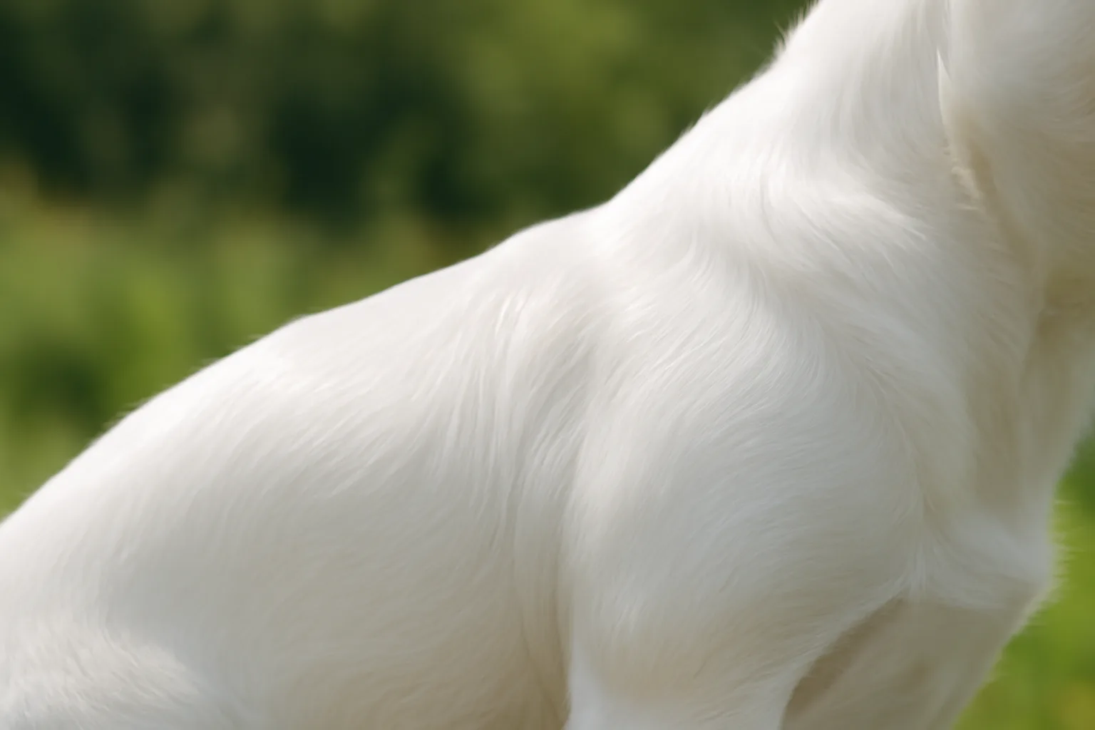 A happy white dog after a bath.